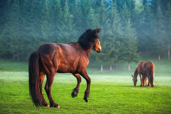 Hester som gresser på beite ved soloppgang i tåke – stockfoto