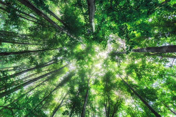 Bela natureza de manhã na nebulosa floresta de primavera com sol — Fotografia de Stock