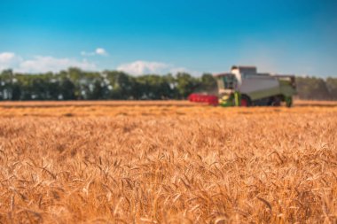 Buğday Tarlasında Hasat Birleşimi Çalışıyor 