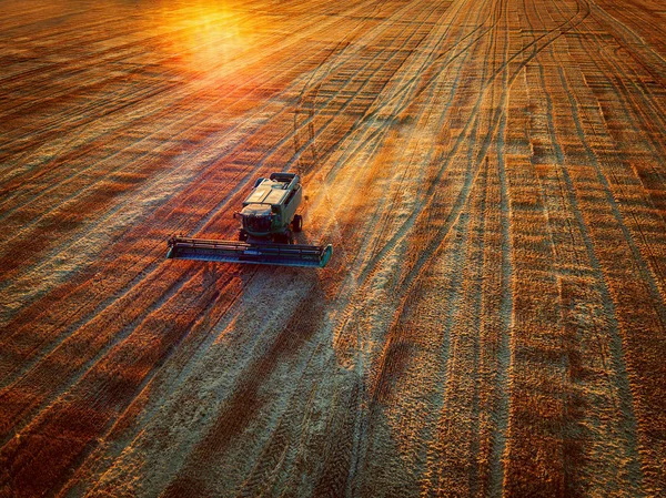 A légi felvétel a össze harvester mezőgazdasági gépi betakarítás — Stock Fotó