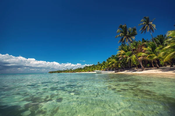 Palmiers sur la plage tropicale — Photo