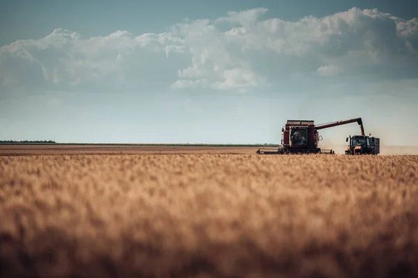 Combineren van harvester landbouw machine gouden rijp whe oogsten — Stockfoto