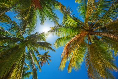 Tropik sahilde palmiye ağaçları