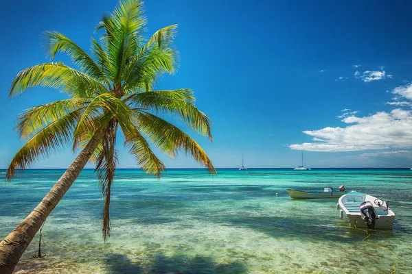 Palm trees on the tropical beach — Stock Photo, Image