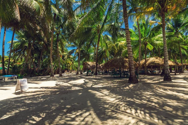 Palm trees on the tropical beach. Caribbean island. — Stock Photo, Image