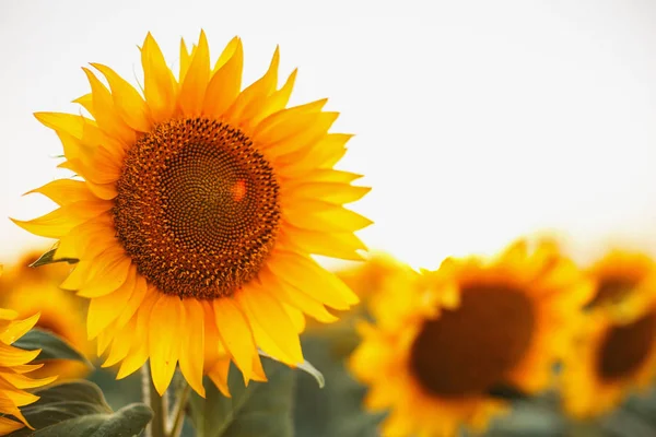 Girasoli nei campi durante il tramonto — Foto Stock