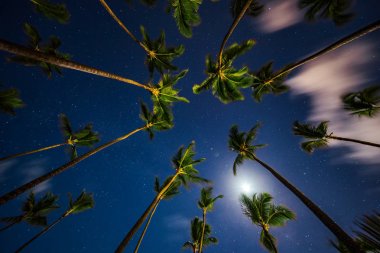 Perspektif Görünümü gece Hindistan cevizi hurma ağaçları