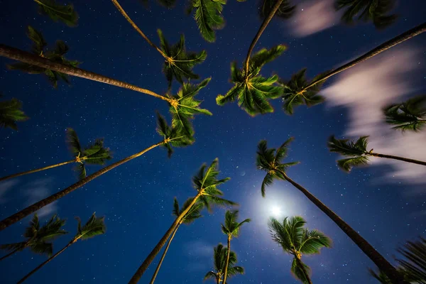 Coconut palm trees perspective view at night — Stock Photo, Image