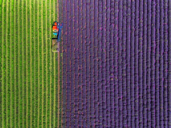 Vista aérea del campo de recolección de tractores de lavanda —  Fotos de Stock