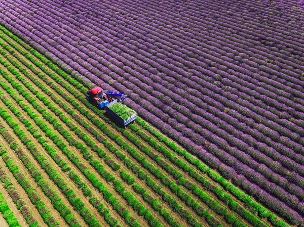 Вид с воздуха на поле для сбора лаванды — стоковое фото