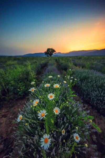 Champ de lavande au coucher du soleil — Photo