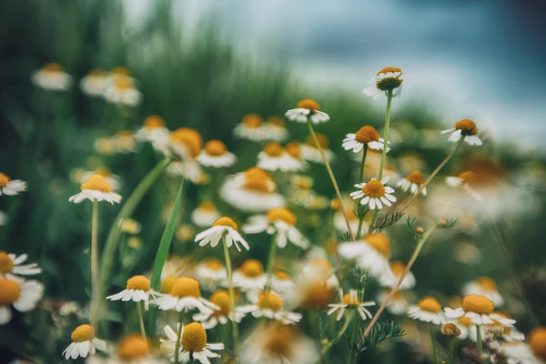 푸른 하늘 배경 필드의 화이트 camomiles — 스톡 사진