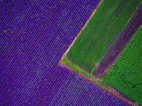 Vista aérea do campo de lavanda — Fotografia de Stock