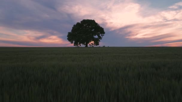 Copac verde mare într-un câmp, nori dramatici și apus de soare, video — Videoclip de stoc