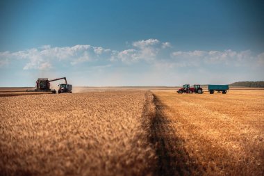 Altın olgun whe hasat hasat Tarım makineleri birleştirmek