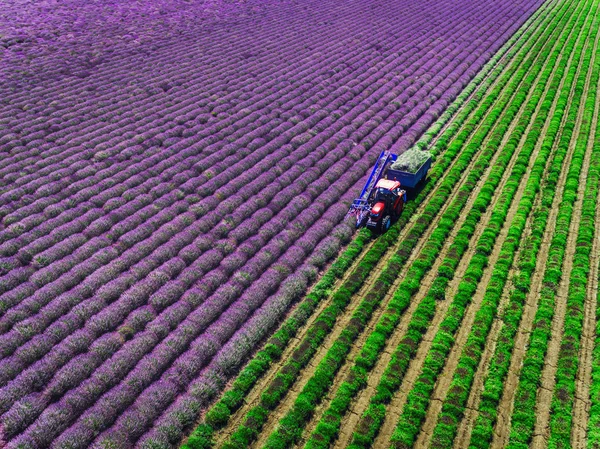 공중에서 내려다본 라벤더 수확 지역 — 스톡 사진