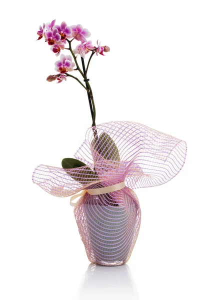 Flor rosa da orquídea em um potenciômetro isolado no branco — Fotografia de Stock