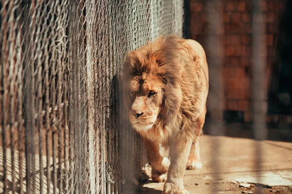 在动物园笼子里的狮子 — 图库照片