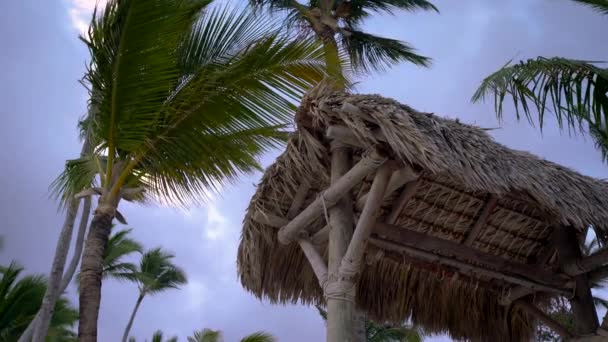 Hojas de palmera contra cielo azul y viento tropical en Punta Cana — Vídeos de Stock