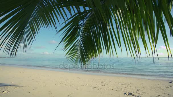 Hoja de palmera y playa isla de arena. Hermosa vista al mar video . — Vídeos de Stock