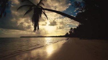 Punta Cana, Dominik Cumhuriyeti. Kumlu plaj gündoğumu palmiye ağaçlarının.