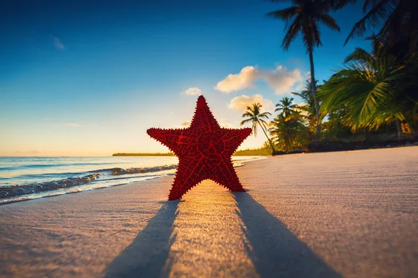 Estrella de mar en la playa con palmeras al amanecer — Foto de Stock