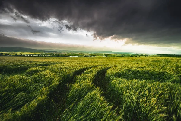 Campo de trigo e céu dramático — Fotografia de Stock