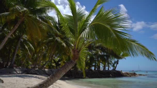 Landschap van tropische eiland strand en prachtige groene palmbomen. Saona island en Caribische zee. — Stockvideo