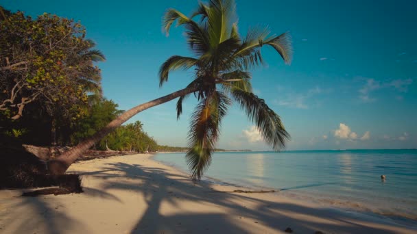 Krajina z palm tree písečné pláže sunrise. Pláž Punta Cana. — Stock video