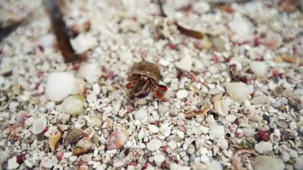 Kepiting pertapa kanker berjalan di pasir di pantai pulau tropis Punta Cana — Stok Video