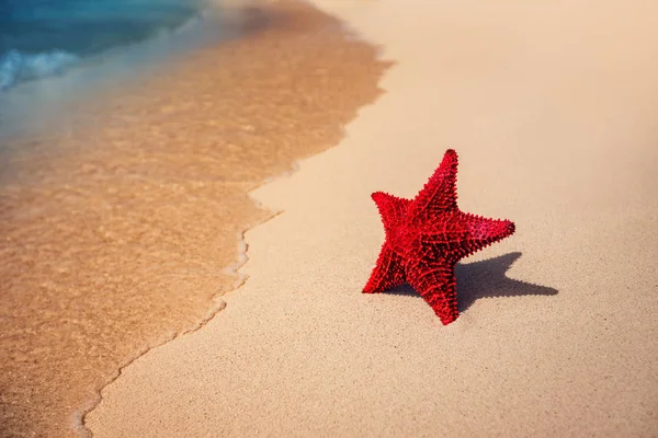 Seastar lub morze rozgwiazda stojąc na plaży. — Zdjęcie stockowe