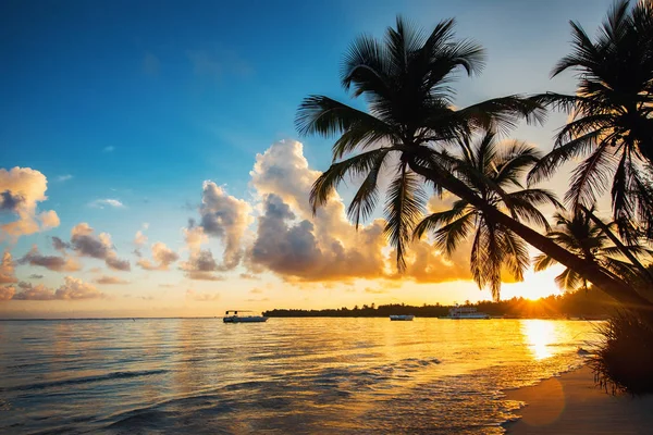 Palmiye ağacı siluetleri tropik sahilde, Punta Cana, Dominik — Stok fotoğraf