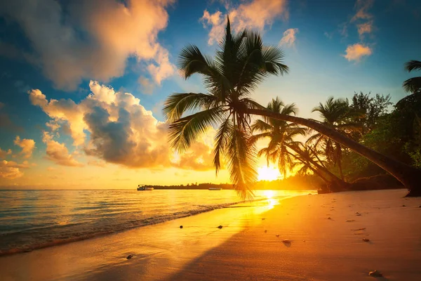 Palm en tropisch strand in Punta Cana, Dominicaanse Republiek — Stockfoto