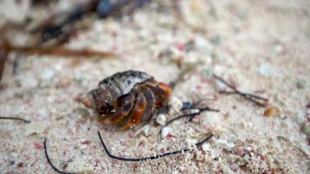 Cancer hermit crab walks the sand on tropical island beach — Stock Video