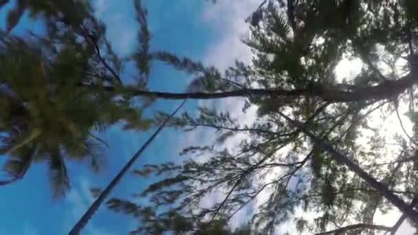 Swing en un árbol en la playa de la isla tropical — Vídeos de Stock