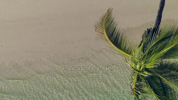 Palmeira de coco na praia da ilha tropical e ondas do mar, vista aérea — Vídeo de Stock