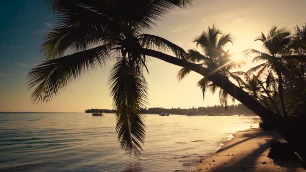 Beautiful sunrise on tropical island beach Punta Cana, Dominican Republic — Stock Video