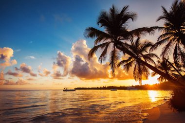 Hurma siluetleri tropik sahilde, Punta Cana, Dominik