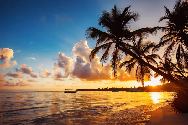 Silhouette di palma sulla spiaggia tropicale, Punta Cana, Dominica — Foto Stock