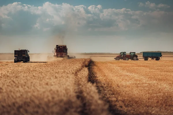 Altın olgun whe hasat hasat Tarım makineleri birleştirmek — Stok fotoğraf