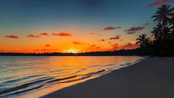 Palma y playa tropical en Punta Cana, República Dominicana —  Fotos de Stock