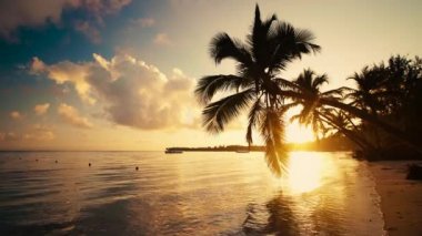 Deniz gündoğumu Punta Cana, Dominik Cumhuriyeti. Palmiye ağaçları kum plajındaki.