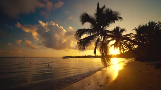 Dłoń drzewo i tropikalne plaża w mieście Punta Cana, Dominikana — Wideo stockowe