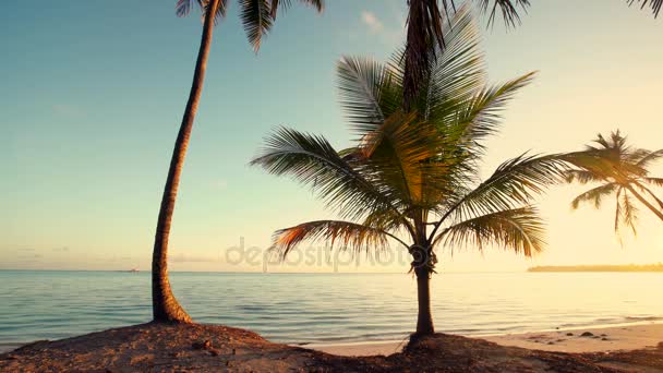 Havet soluppgång och palm träd på tropisk ö stranden. Punta Cana. — Stockvideo