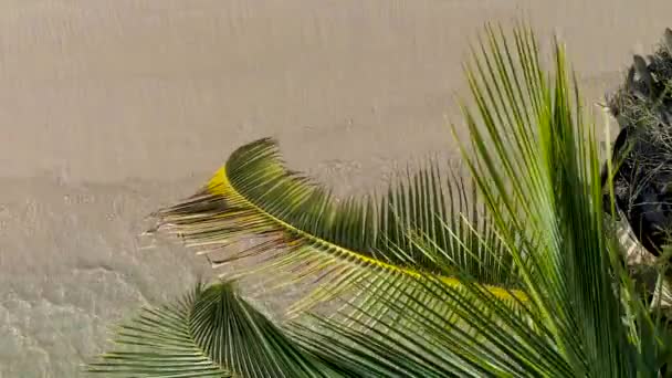 熱帯の島のビーチや海の波のココヤシの木の木の空中写真 — ストック動画