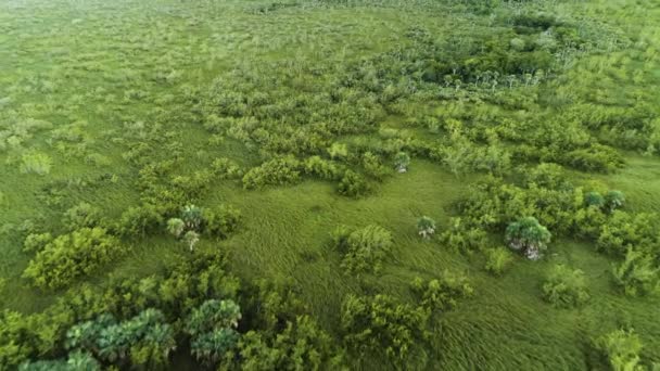 Vue aérienne de la forêt tropicale humide verte à Punta Cana, République dominicaine — Video