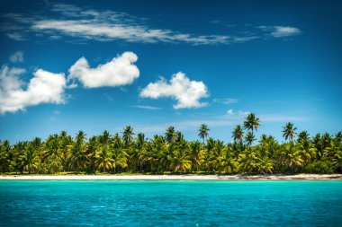 Hurma ve tropikal plaj