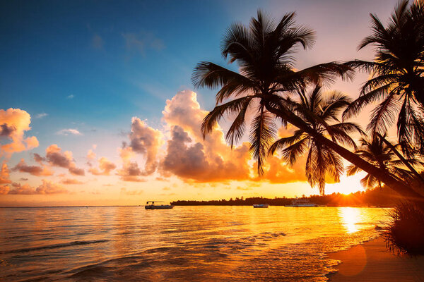 Palmtree silhouettes on the tropical beach, Punta Cana, Dominica