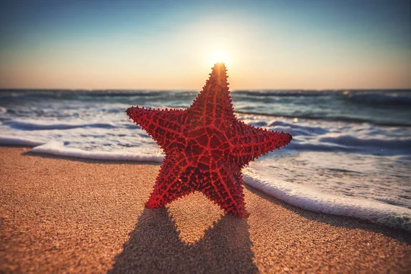 Seastar nebo moře hvězdice stojí na písečné pláži — Stock fotografie