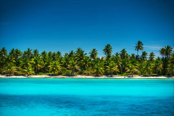 Palmiye ağaçları tropik ada plaj, Punta Cana — Stok fotoğraf